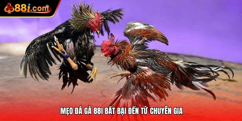 Mẹo đá gà 88i bất bại đến từ chuyên gia