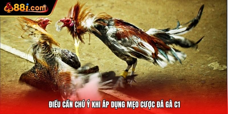 Điều cần chú ý khi áp dụng mẹo cược đá gà C1