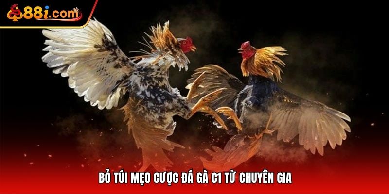Bỏ túi mẹo cược đá gà C1 từ chuyên gia