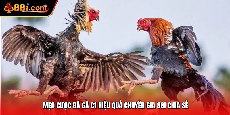 mẹo cược đá gà c1 tại 88i